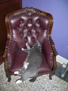 Oreo - resident cat at the Armstrong Hotel - needs a bigger chair (photo by Aaron Dalton)